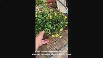 Продажа черенков 89089057161 #калибрахоа #ампельнаяпетуния #кашпо #черенки #озеленение #вегетативные